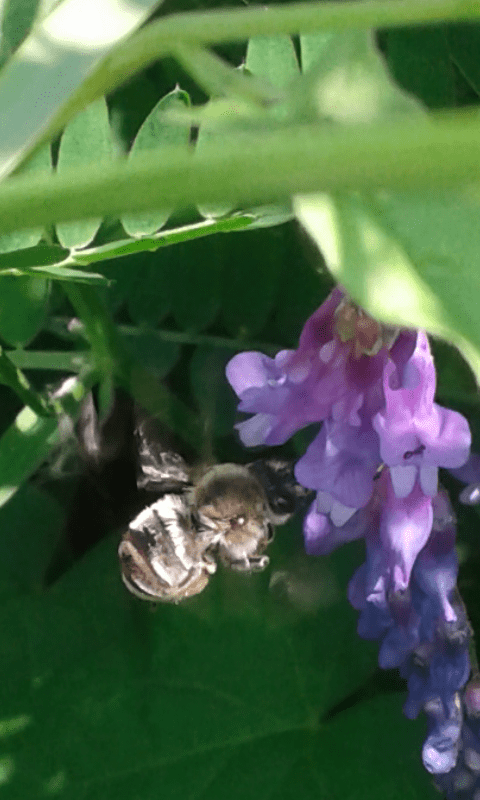 Apidae Anthophorinae?